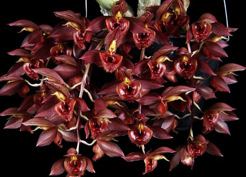 Catasetum osculatum x pileatum